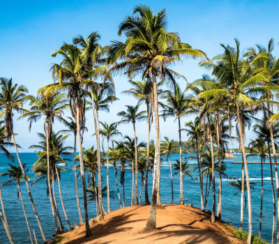 coconut hill